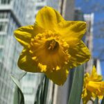 Arizona boasts super boom of flowers in gorgeous video