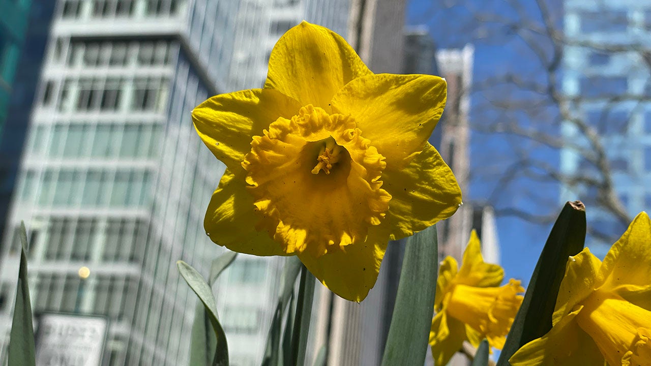 Arizona boasts super boom of flowers in gorgeous video